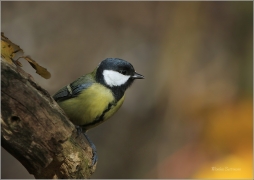 <p>SÝKORA KOŇADRA (Parus major) ------- /Great tit - Kohlmeise/</p>